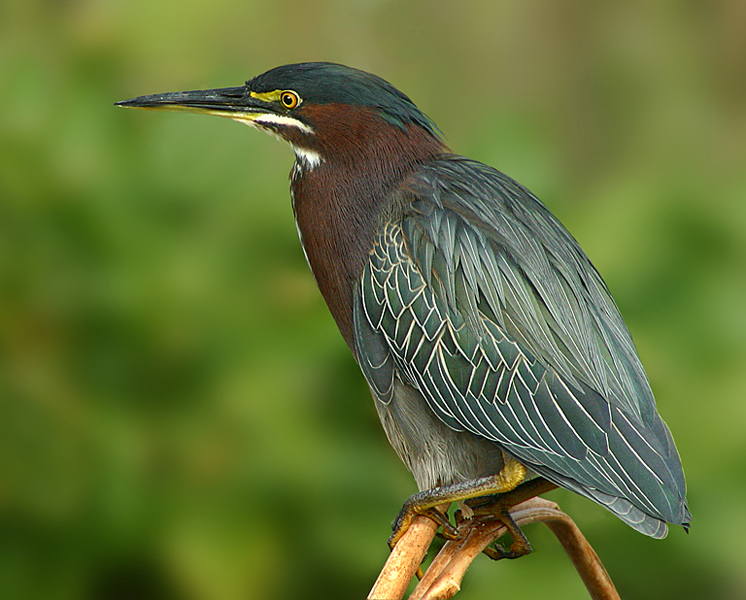 Green Heron O'Malley P